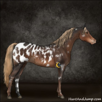 Horse Color:White Spotted Liver Chestnut Blanket Rabicano 