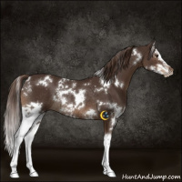 Horse Color:White Spotted Liver Chestnut Splash Rabicano 