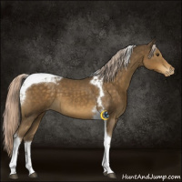 Horse Color:Chocolate Palomino Tobiano Appaloosa 