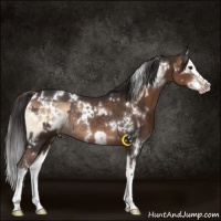 Horse Color:White Spotted Liver Red Onyx Splash Rabicano  and White Spotted Liver Chestnut Splash Rabicano 