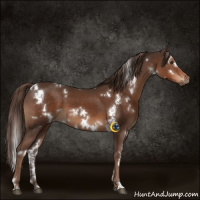 Horse Color:White Spotted Liver Chestnut 