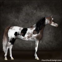 Horse Color:Void Liver Chestnut Splash Tobiano Frame  and Liver Chestnut Splash Tobiano Frame 