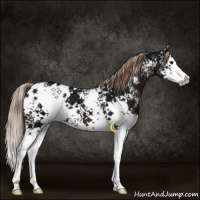 Horse Color:White Spotted Liver Chestnut Ice Splash