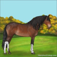 Horse Color:Brown 