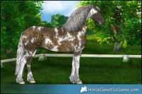 Horse Color:White Spotted Silver Buckskin Tobiano 