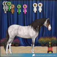 Horse Color:White Spotted Liver Red Roan 