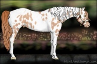 Horse Color:Gold Champagne Tobiano Appaloosa 