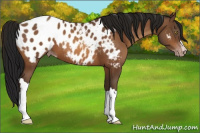 Horse Color:Gray Sable Champagne Appaloosa 
