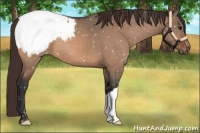 Horse Color:Bay Dun Appaloosa 