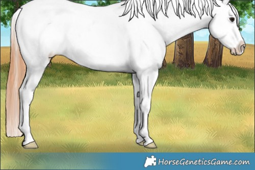 Horse Color:Bay Dun Appaloosa 