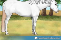Horse Color:Bay Dun Appaloosa 
