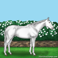 Horse Color:Gray Chestnut 