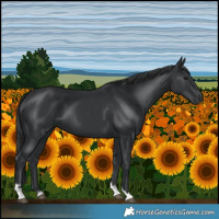 Horse Color:Black Tobiano 