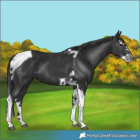 Horse Color:Black Splash Tobiano