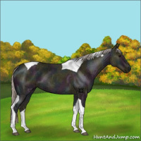 Horse Color:Midnight Silver Grullo Ice Tobiano 