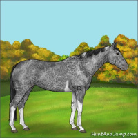 Horse Color:Black Ice Tobiano 