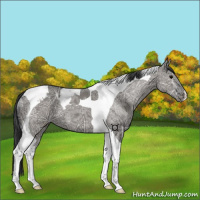 Horse Color:Grullo Ice Tobiano 