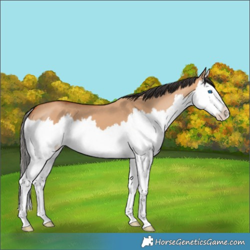 Horse Color:Bay Dun Splash 