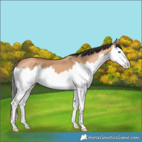 Horse Color:Bay Dun Splash 