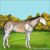 Horse Color:Bay Dun Sabino Splash 