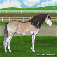 Horse Color:Bay Dun Splash 