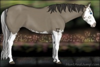 Horse Color:Smoky Grullo Splash 