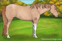 Horse Color:Gold Champagne Tobiano