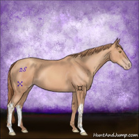 Horse Color:Gold Champagne