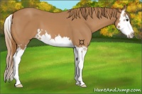 Horse Color:Chestnut Splash 