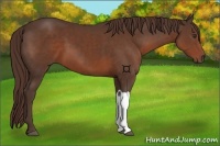 Horse Color:Liver Chestnut 