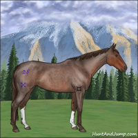 Horse Color:Liver Red Roan 