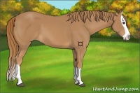 Horse Color:Chestnut Splash