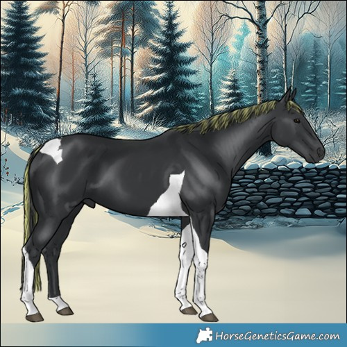 Horse Color:Painted Black Tobiano 