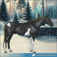 Horse Color:Painted Black Tobiano