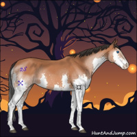 Horse Color:Bay Splash 