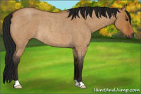 Horse Color:Gray Bay Roan Dun Rabicano 