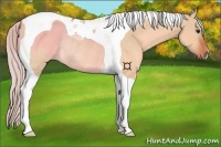 Horse Color:Silver Bay Dun Tobiano Rabicano 