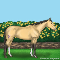 Horse Color:Buckskin Sabino