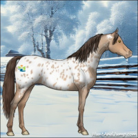 Horse Color:Amber Champagne Roan Appaloosa 