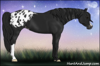 Horse Color:Gray Black Appaloosa 