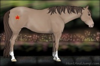 Horse Color:Classic Champagne 