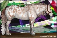 Horse Color:Chocolate Sable Champagne Mushroom Appaloosa and Chocolate Sable Champagne Mushroom Appaloosa