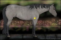 Horse Color:Blue Roan 