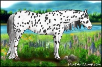 Horse Color:Liver Chestnut Appaloosa