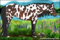 Horse Color:Brown Near Leopard