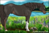 Horse Color:Liver Chestnut 