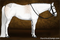 Horse Color:Gray Buckskin Splash