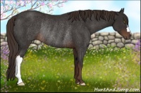 Horse Color:Liver Chestnut Rabicano 