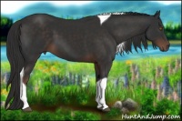 Horse Color:Liver Chestnut Tobiano 