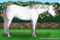 Horse Color:Gray Liver Chestnut